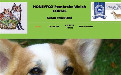 honeyfox|Honeyfox Corgis.